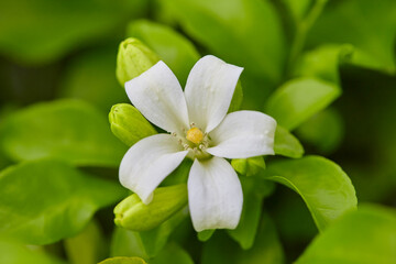 Close-up of orange Jasmine blooming on green leaves background