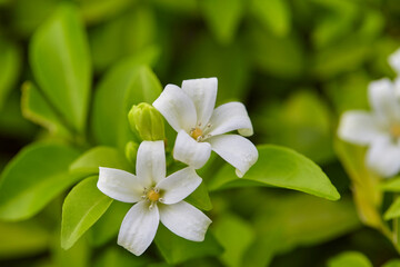 Close-up of orange Jasmine blooming on green leaves background
