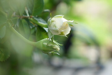 white rose bud