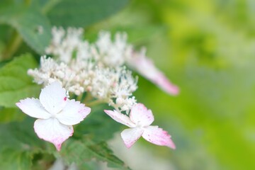 close up of cherry blossom