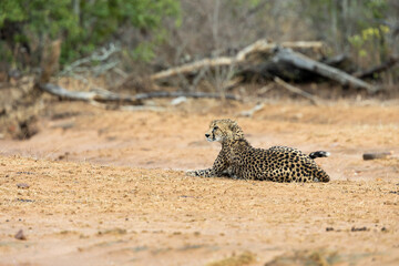 a cheetah female in an open field