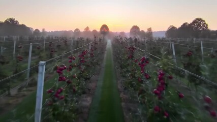 Orchard rows of red-colored fruits are seen against the backdrop of a dusky sunset, the fruit trees are arranged neatly, while mist gently rises, creating an evocative and tranquil ambiance.