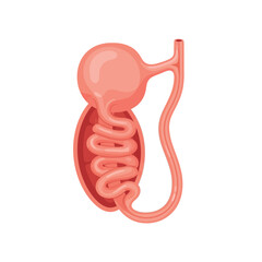 Fototapeta premium Anatomical Illustration of Human Epididymis Structure on White Background