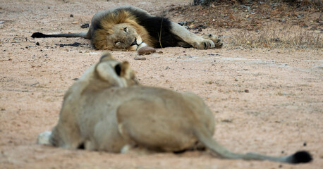 a lion watching the lioness
