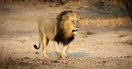 a portrait of a massive male lion