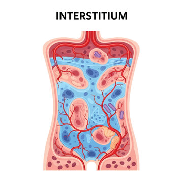 Illustrative depiction of the human interstitium with visible structures