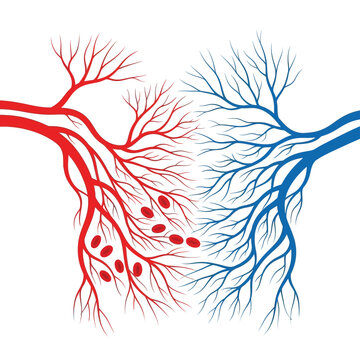 Stylized Human Circulatory System Depiction with Red and Blue Vessels