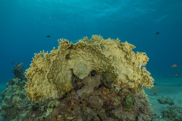 Coral reef and water plants in the Red Sea, Eilat Israel
