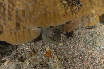 Moray eel Mooray lycodontis undulatus in the Red Sea, Eilat Israel
