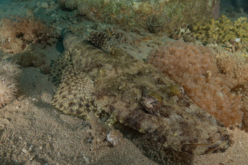 Fish swimming in the Red Sea, colorful fish, Eilat, Israel

