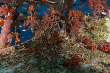 Lionfish (Pterois miles) in the Red Sea, colorful fish, Eilat, Israel
