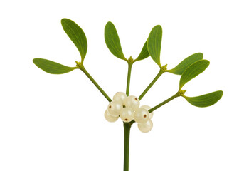 Isolated mistletoe branch with berries, symbol of Christmas, winter holiday, love and peace