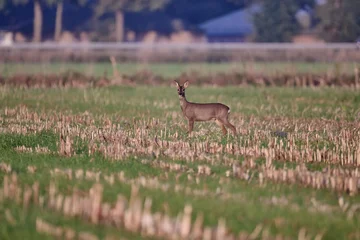 Fotobehang Ree roe deer on a field early morning  © Duvekot Fotografie