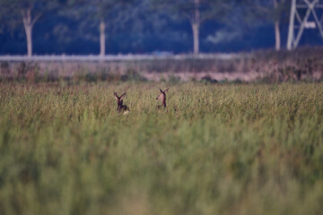 roe deer on a field early morning