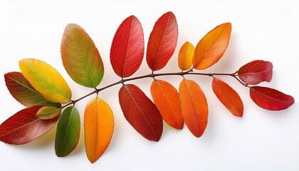 Small Cotoneaster Branch With Colorful Autumn Leaves Isolated On A White Background