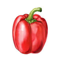 Watercolor red bell pepper vegetable illustration organic healthy food art for kitchen decor and cooking design