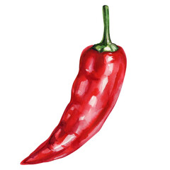 Hot red chili pepper watercolor painting spicy vegetable illustration organic cooking ingredient kitchen art isolated on white