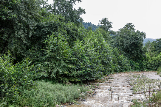 Green trees by the river with cloudy weather