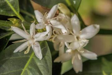 The flowers of a coffee plant, illuminated by the morning sun, in a farm in the eastern Andean mountains of central Colombia, near the town of Villa de Leyva.