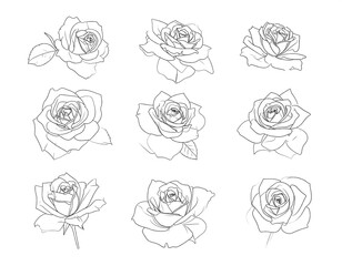 Nine line drawings of roses