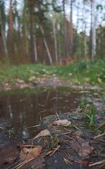 a puddle on a path in the forest