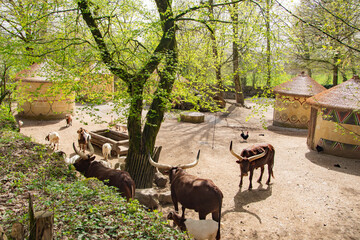 African enclosure with Watusi cattle, goats and traditional huts in sunny outdoor habitat at Salzburg Zoo
