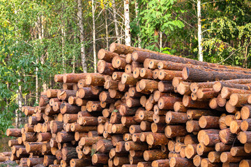 A pile of freshly cut logs ready for processing, with a license sticker