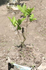 Longan fruit on tree in farm