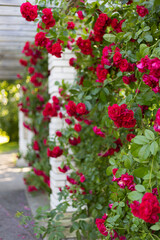 Red climbing roses on brick pergola in summer garden 