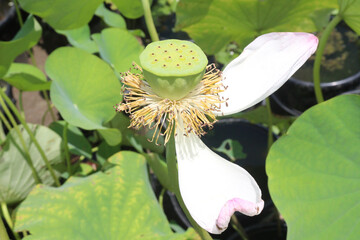 Nelumbo nucifera also called yellow lotus flower on pot