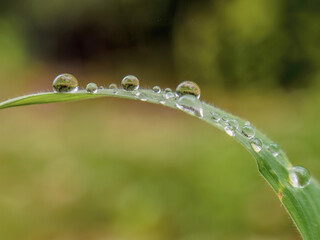 Small rain drops on a blade of grass; wide angle macrophotography captured in a field, in the eastern Andean mountains of central Colombia, near the Iguaque natural reserve.