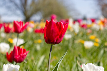 Red Tulip with Field of Blurred Tulips