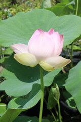 Nelumbo nucifera also called yellow lotus flower on pot