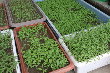 tomato seedling on farm for sell