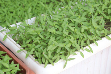 tomato seedling on farm for sell