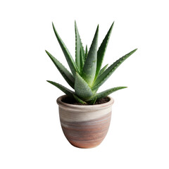 Aloe vera plant in a decorative pot isolated on transparent background