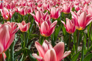 Field of Pink Tulips in Full Bloom
