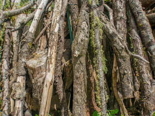 A heap of half rotten firewood, with some moss and lichen, in a farm in the eastern Andean mountains of central Colombia, near the Iguaque natural reserve.