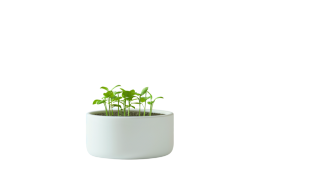 Fresh green seedlings in white ceramic pot.  Minimal indoor plant growth concept for eco design.Isolated on transparent background, PNG.