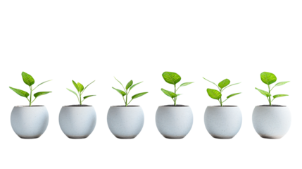 Growth concept with small plants in white pots.  Eco-friendly progress and sustainability symbol.Isolated on transparent background, PNG.