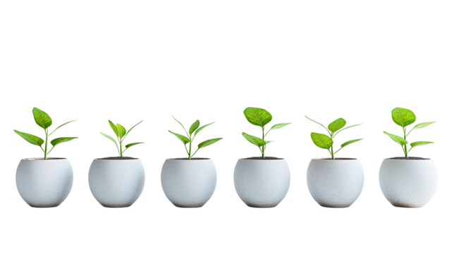 Growth concept with small plants in white pots.  Eco-friendly progress and sustainability symbol.Isolated on transparent background, PNG.