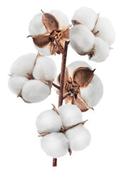 Cotton plant branch with fluffy cotton bolls isolated.