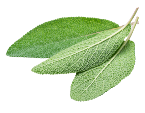 Green sage leaves isolated, macro shot of velvet leaf texture.
