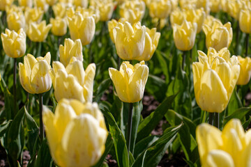 Flower Bed of Yellow Tulips in Bloom