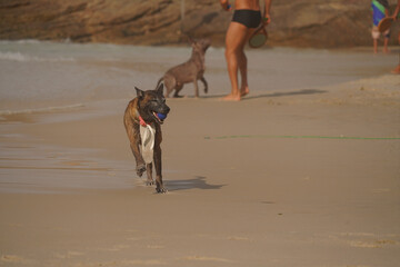 dog playing on the beach