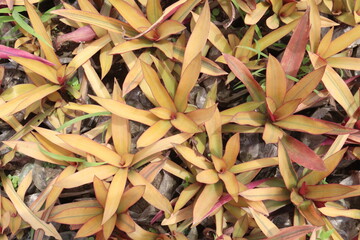 Tradescantia spathacea plant on field