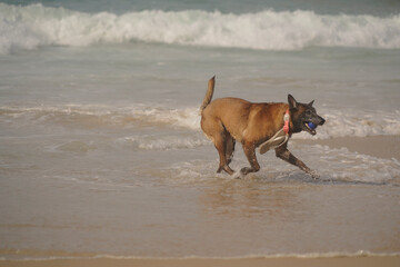dog playing on the beach