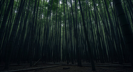 Experience the serene beauty of a towering bamboo forest with sunlight filtering through lush green canopies, creating a peaceful natural escape.