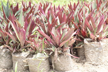 Tradescantia spathacea plant on bag in nursery