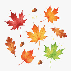 autumn leaves vector illustration